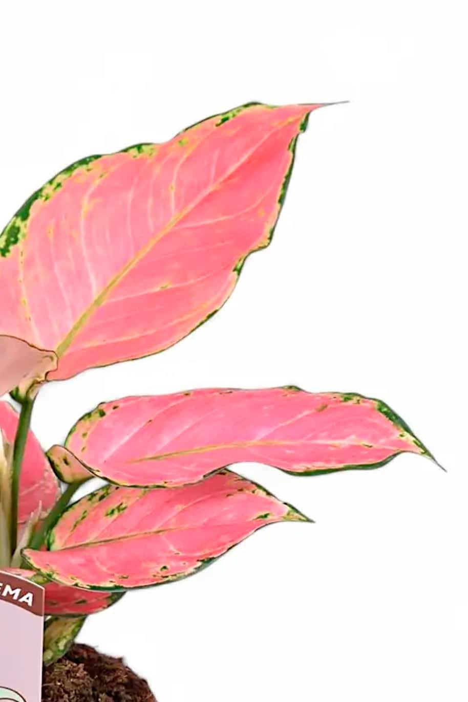 Aglaonema