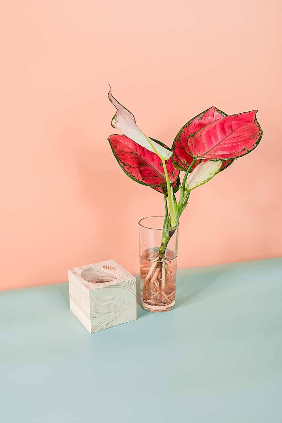 Aglaonema Red Cubo
