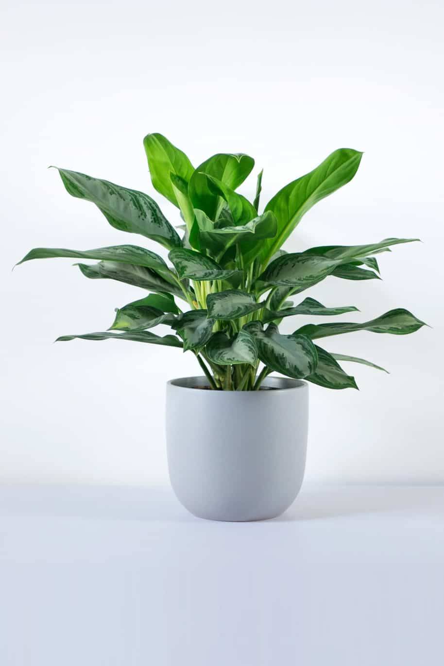Aglaonema Silver Bay - Aglaonema