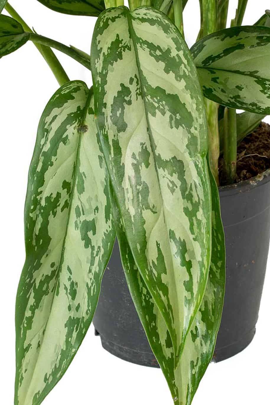 Aglaonema
