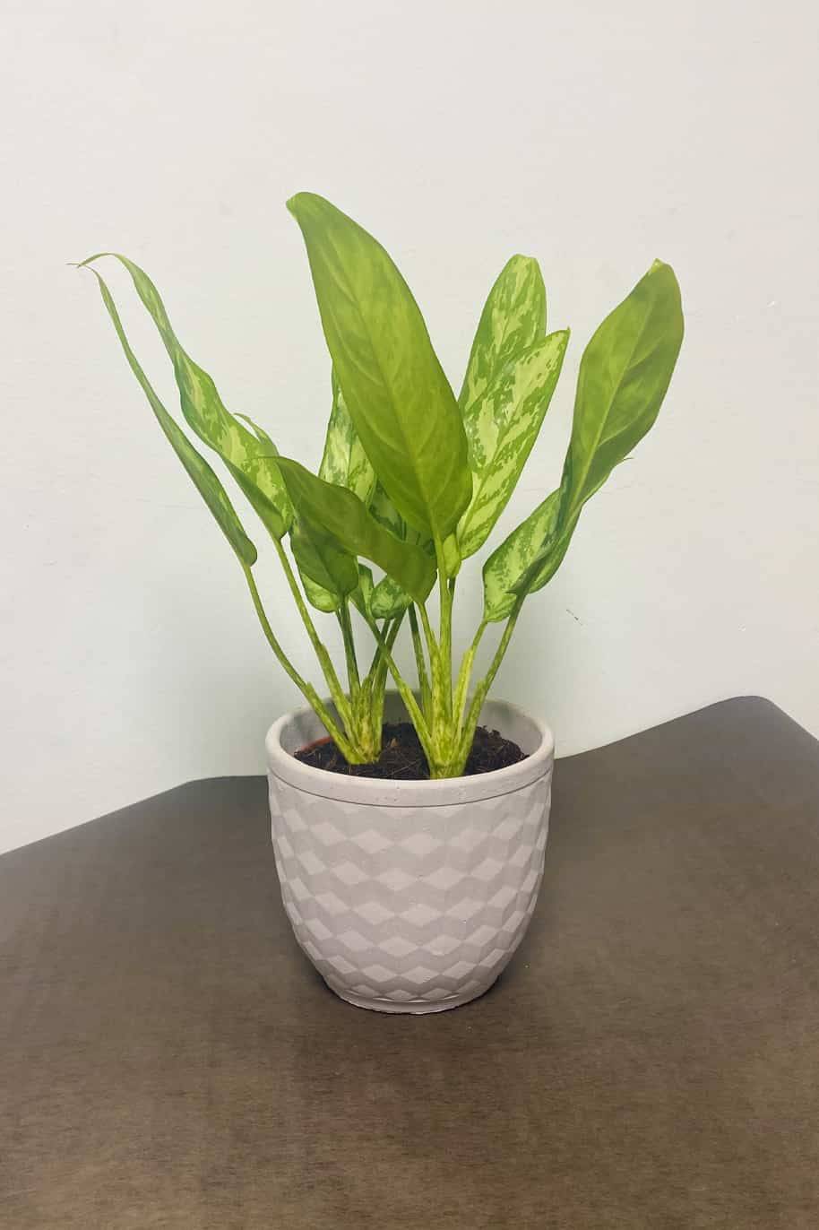 Aglaonema Silver Queen
