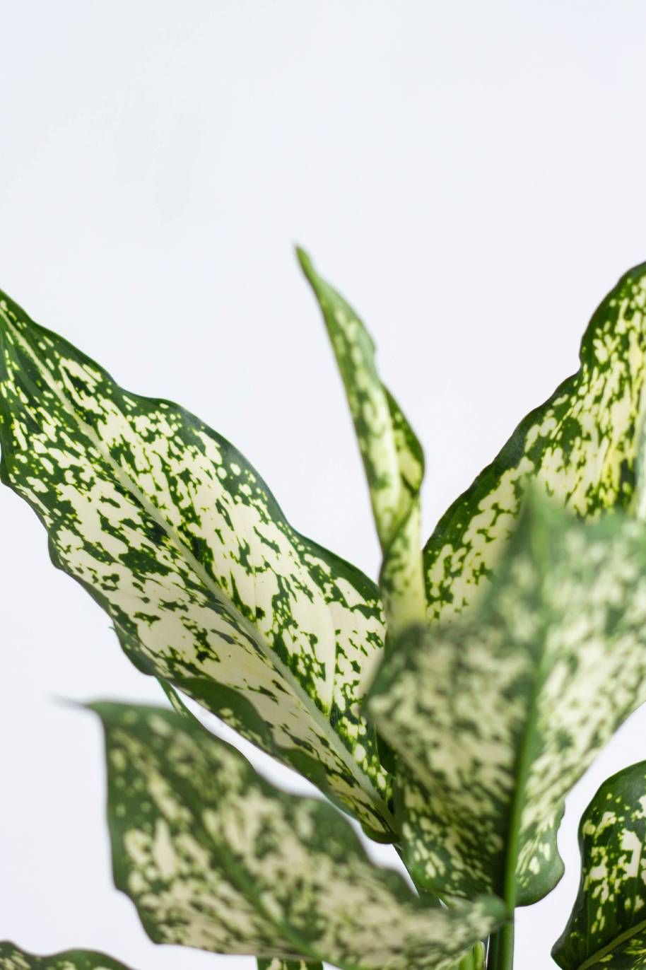 Aglaonema