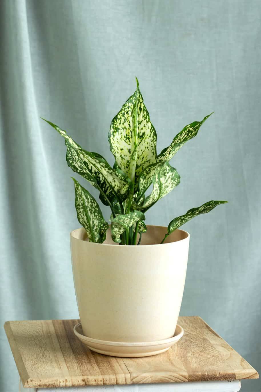 Aglaonema Snow White