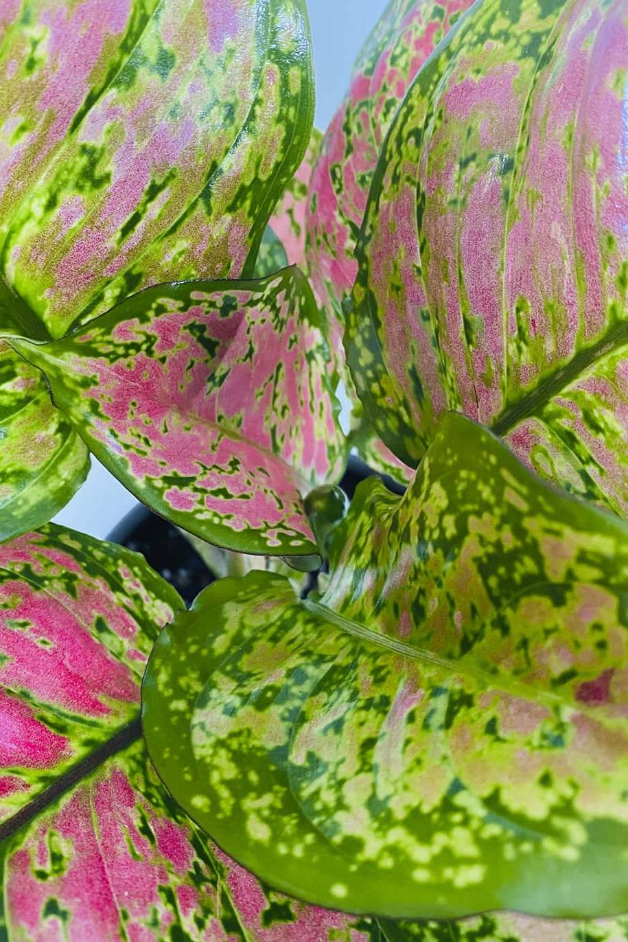 Aglaonema Star - image 2