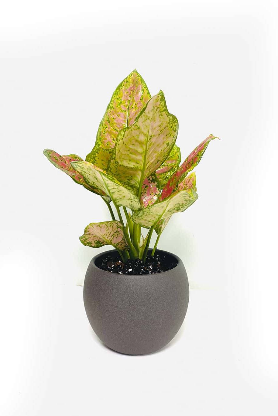 Aglaonema Star