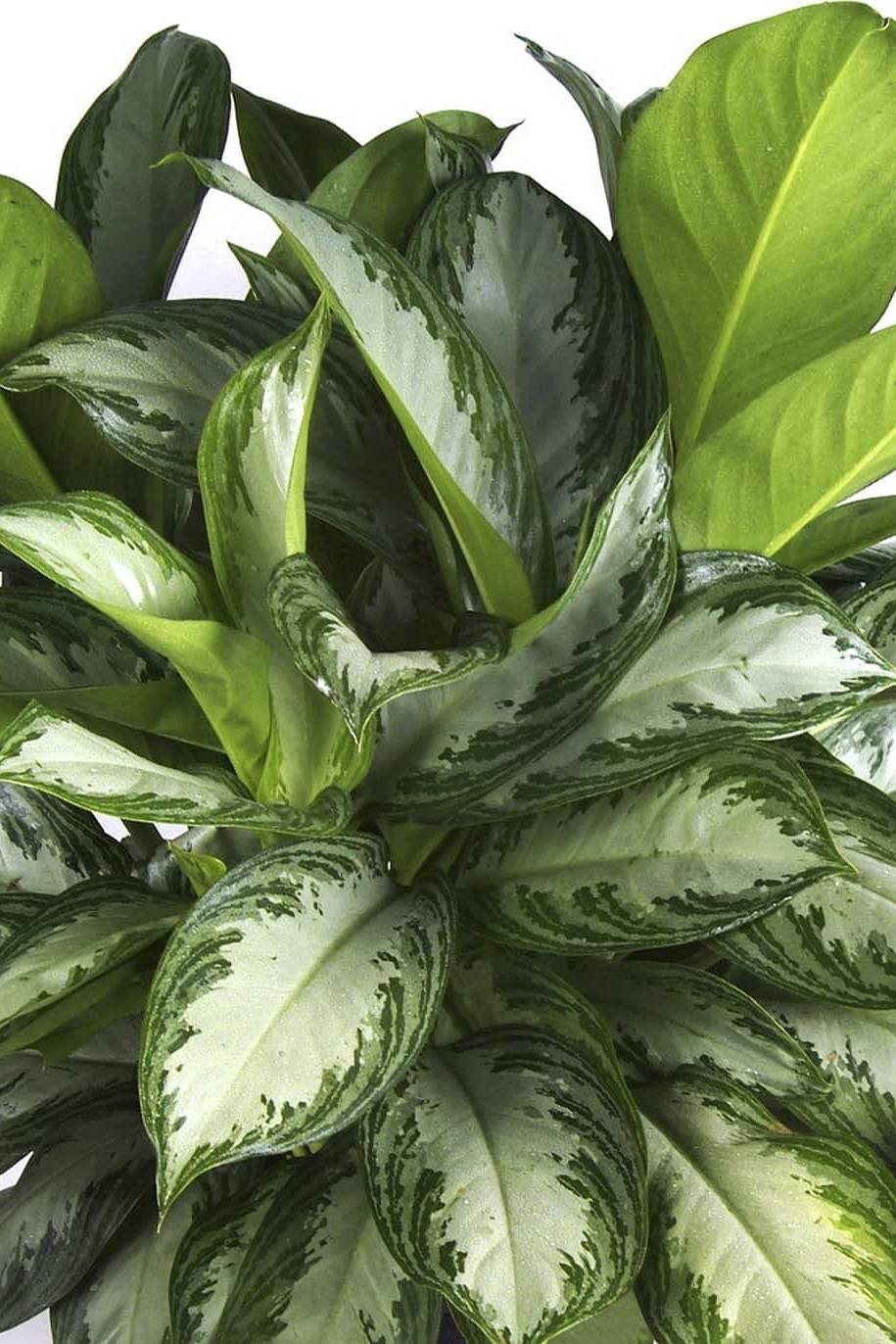 Aglaonema Silver Bay - Aglaonema - image 2