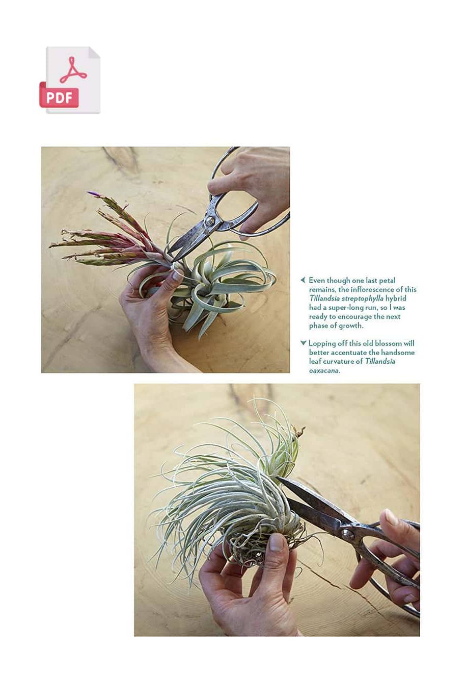 Air Plants - 224 pages