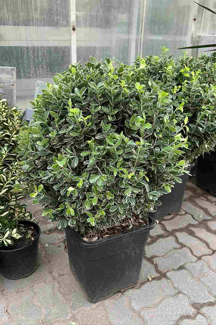 Euonymus japonica albomarginatus