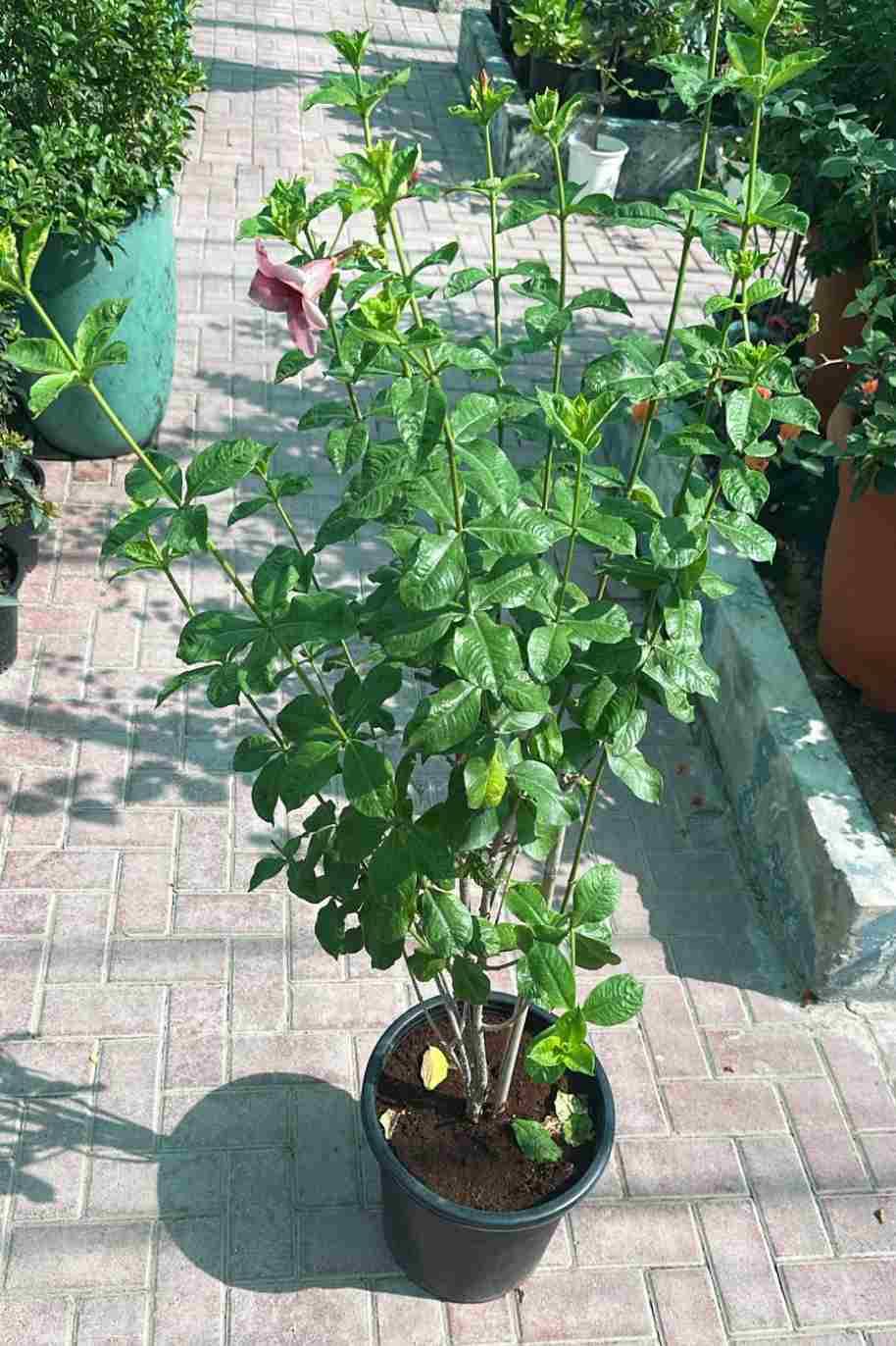 Allamanda Pink - Allamanda - image 4