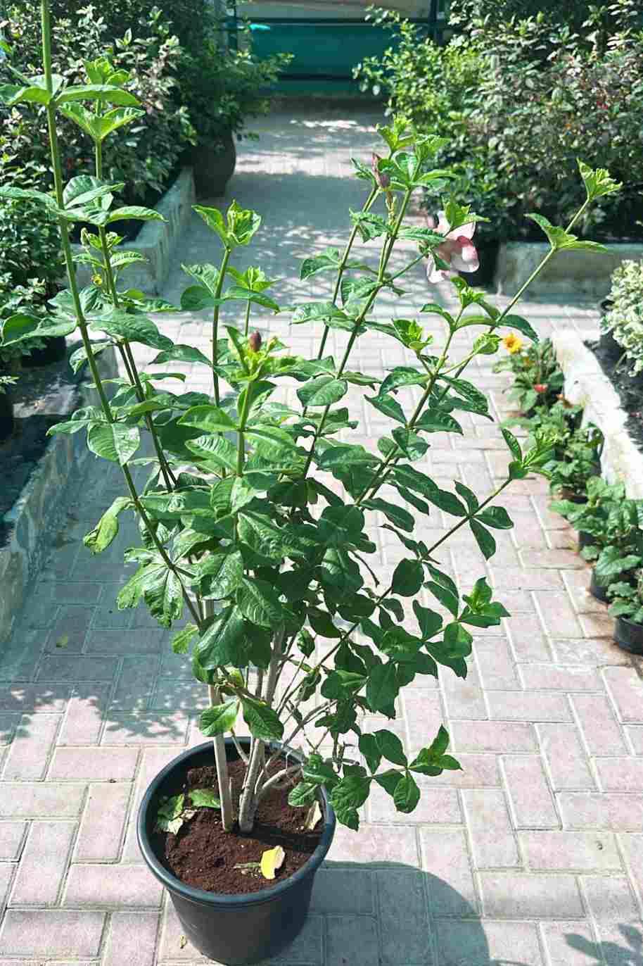 Allamanda Pink - Allamanda - image 3