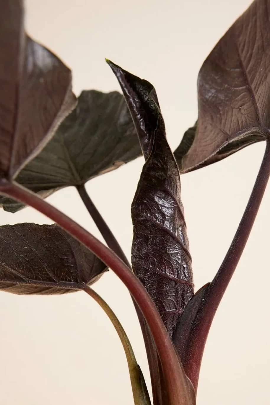 Alocasia