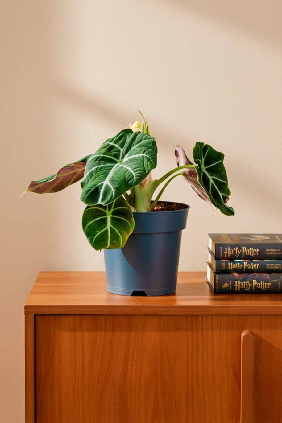 Alocasia Black Velvet Holland - Alocasia