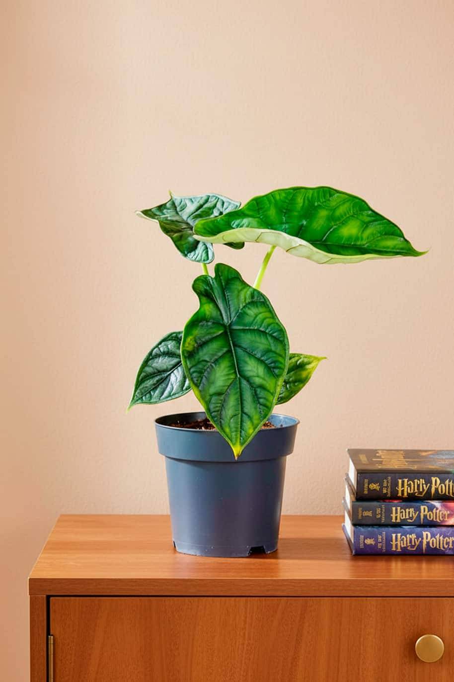 Alocasia Dragon - Alocasia baginda
