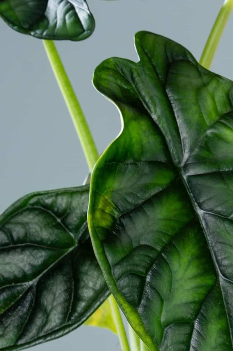 Alocasia Dragon - Alocasia baginda - image 2