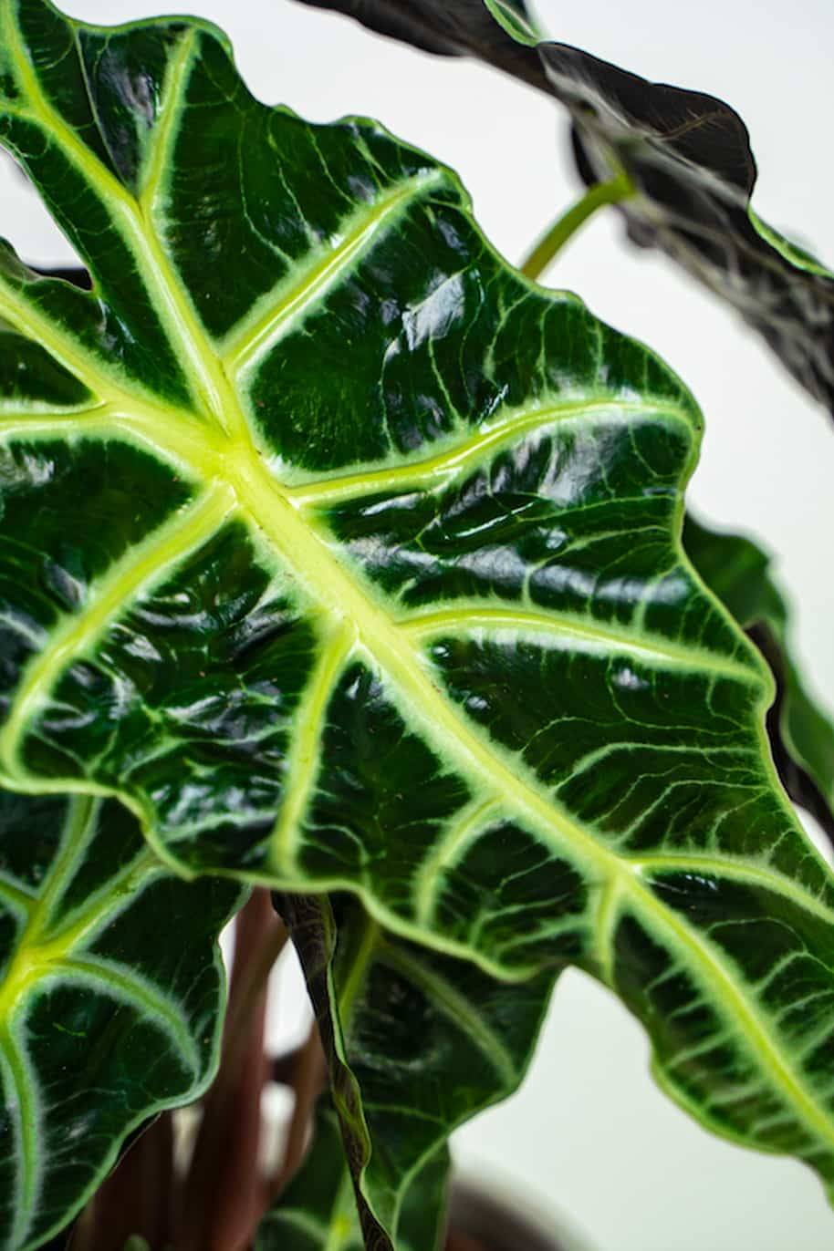 Alocasia Elephant Ear