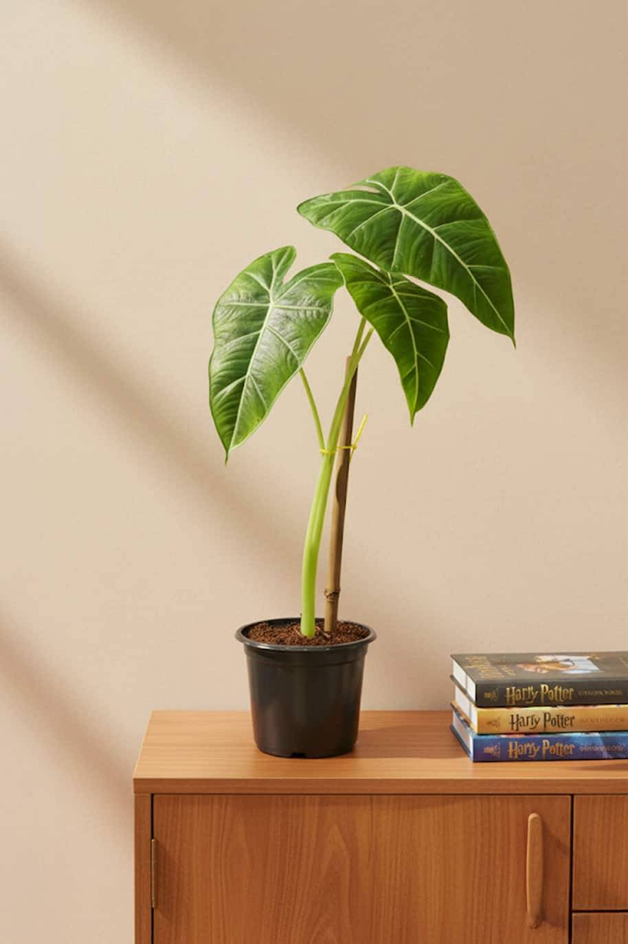 Alocasia Frydek