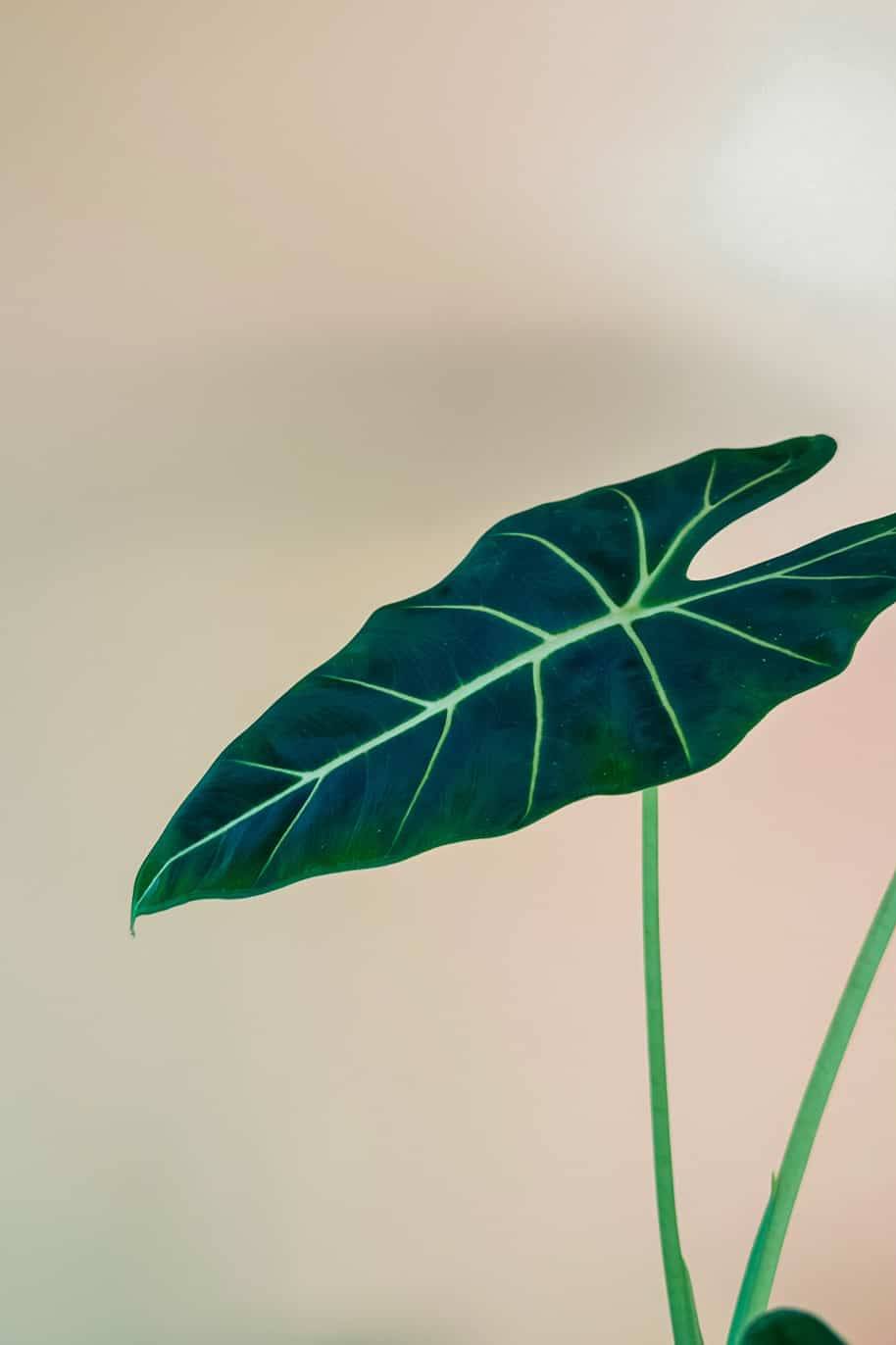 Alocasia Frydek