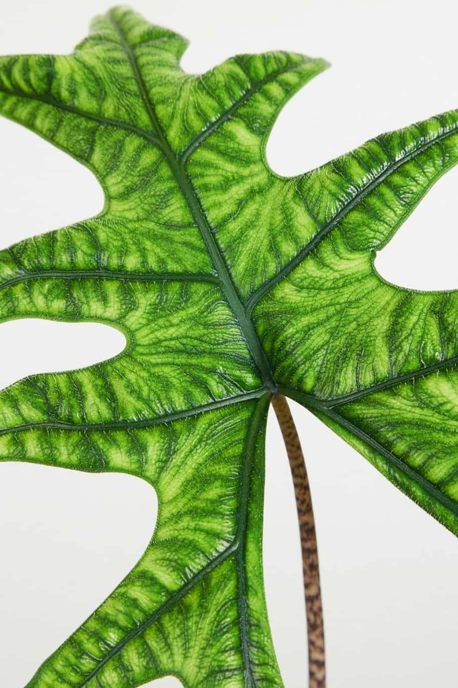 Alocasia Jacklin