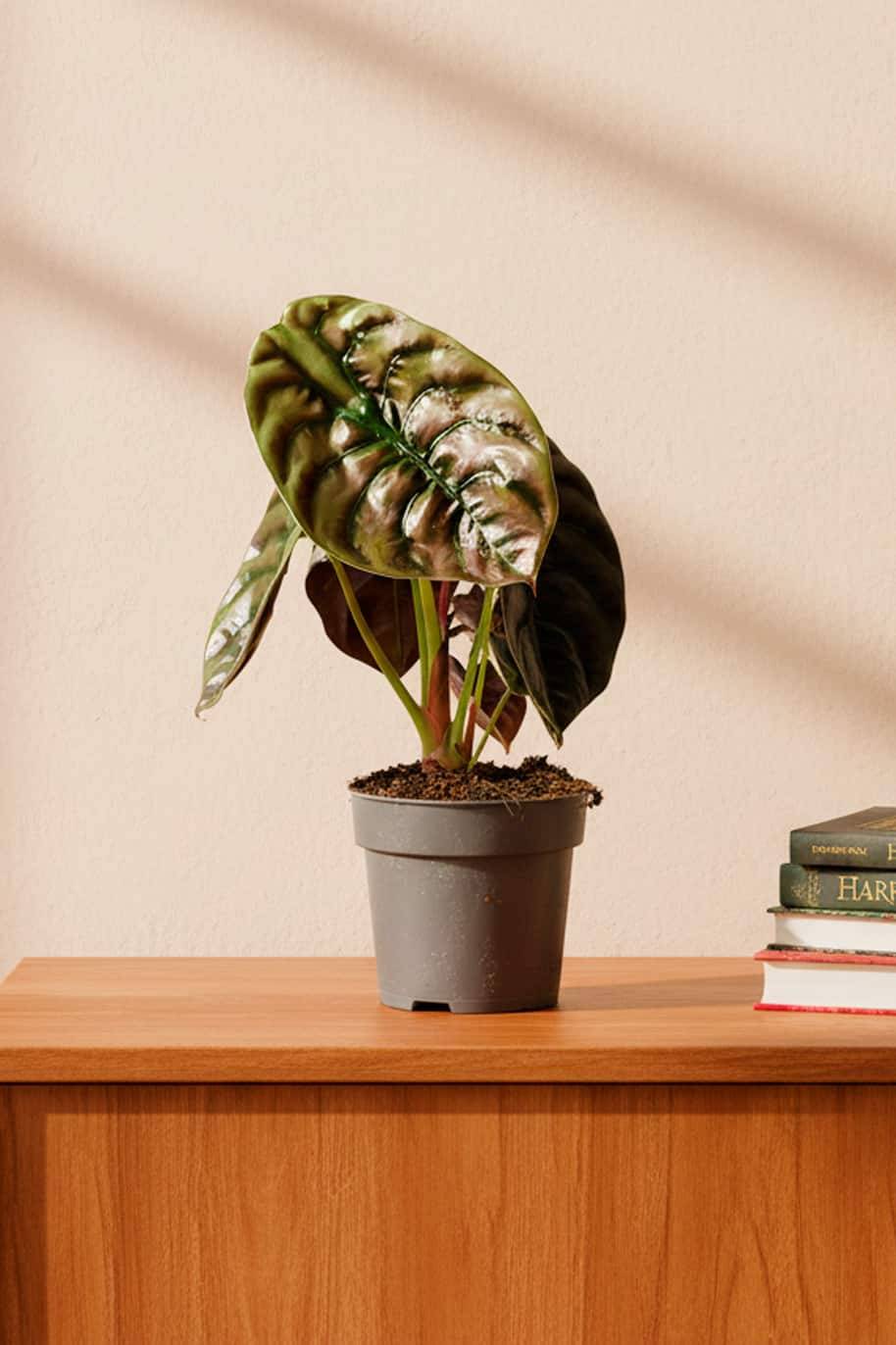 Alocasia Red Secret
