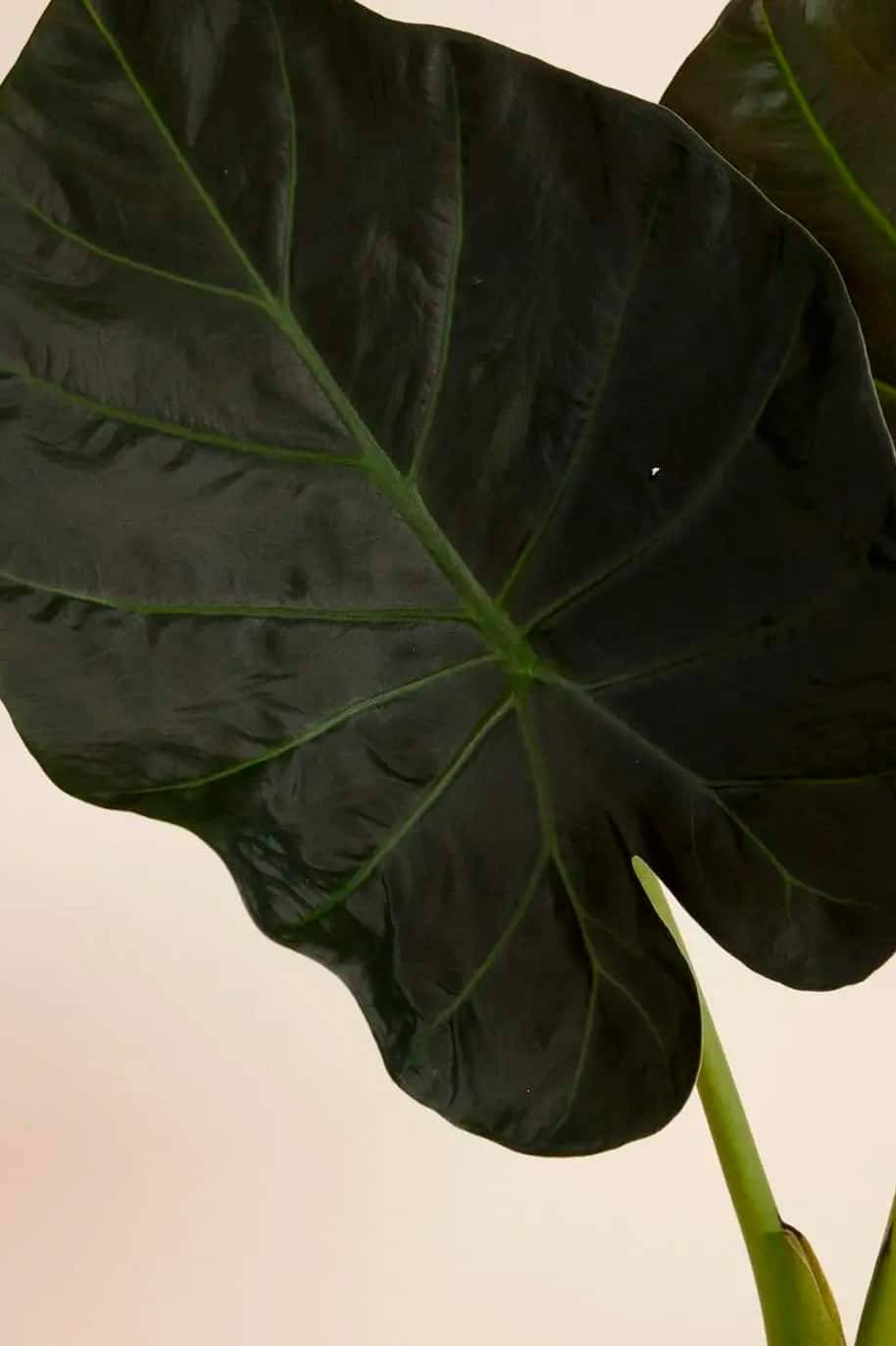 Alocasia Regal Shield
