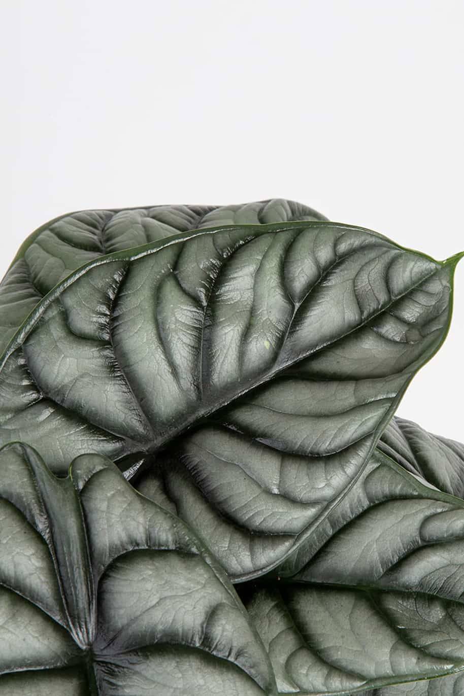 Alocasia Silver Dragon