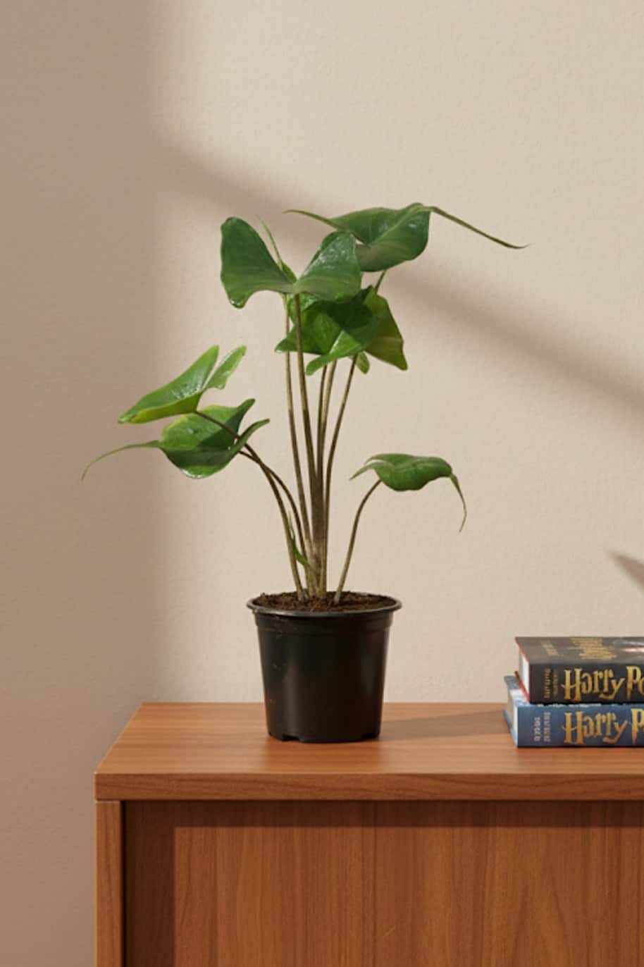 Alocasia Stingray - Alocasia Macrorrhiza Stingray - image 1