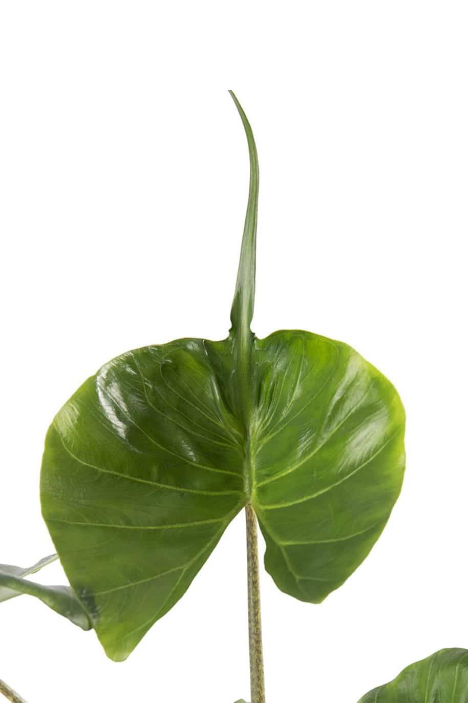 Alocasia Stingray - Alocasia Macrorrhiza Stingray - image 2