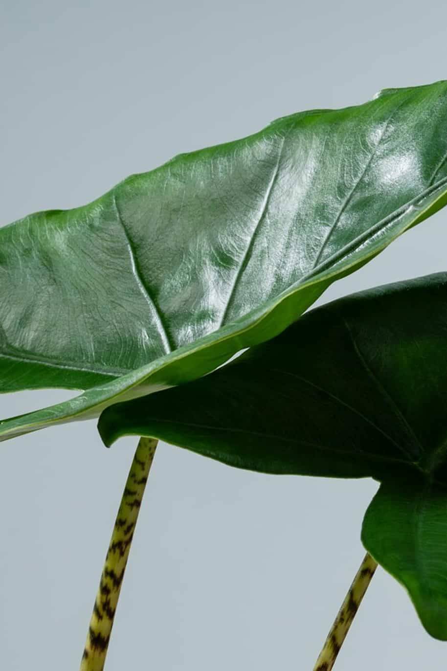 Alocasia Zebrina