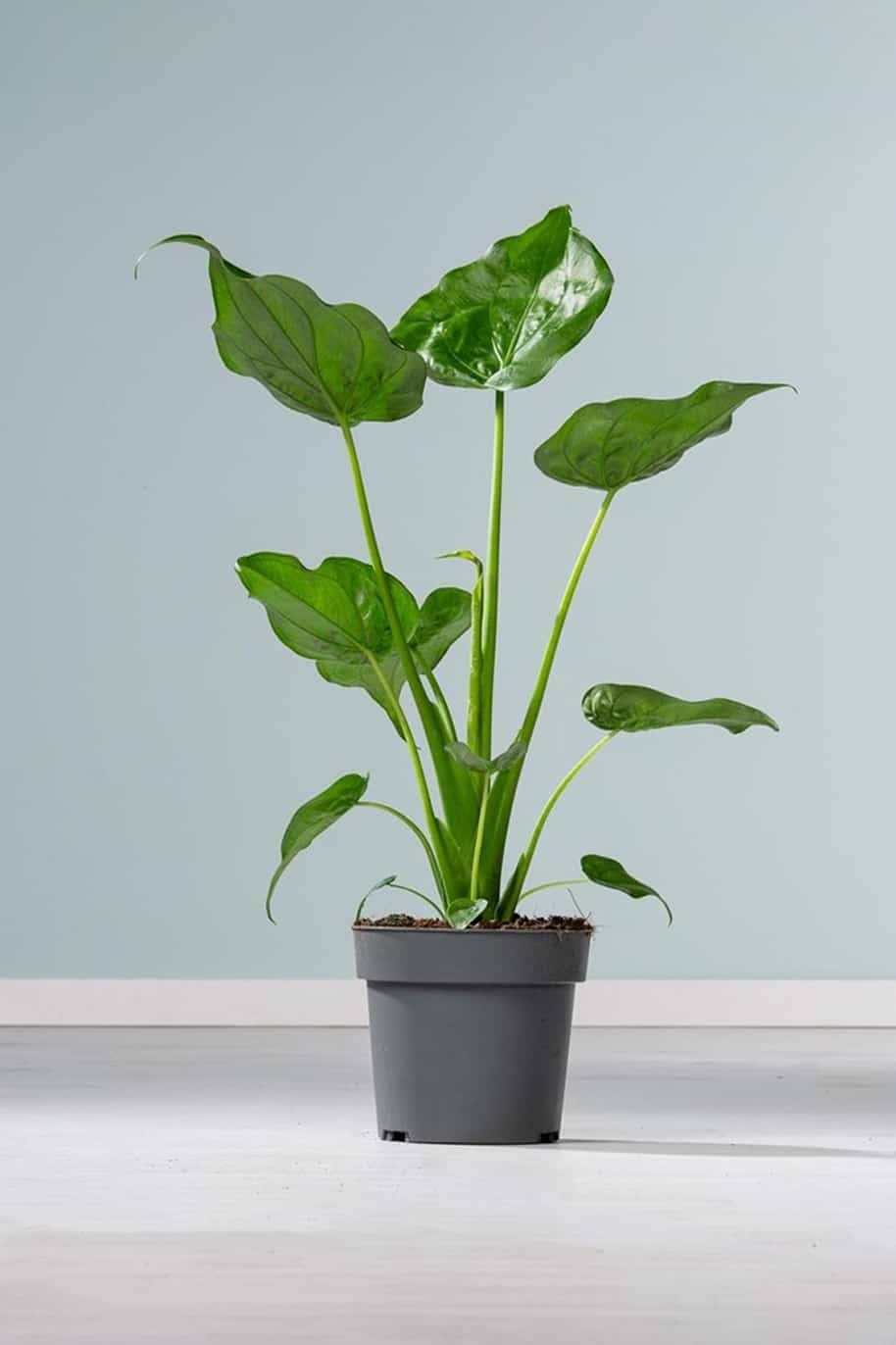 Buddhas Hand Elephant Ear Indoor Plants