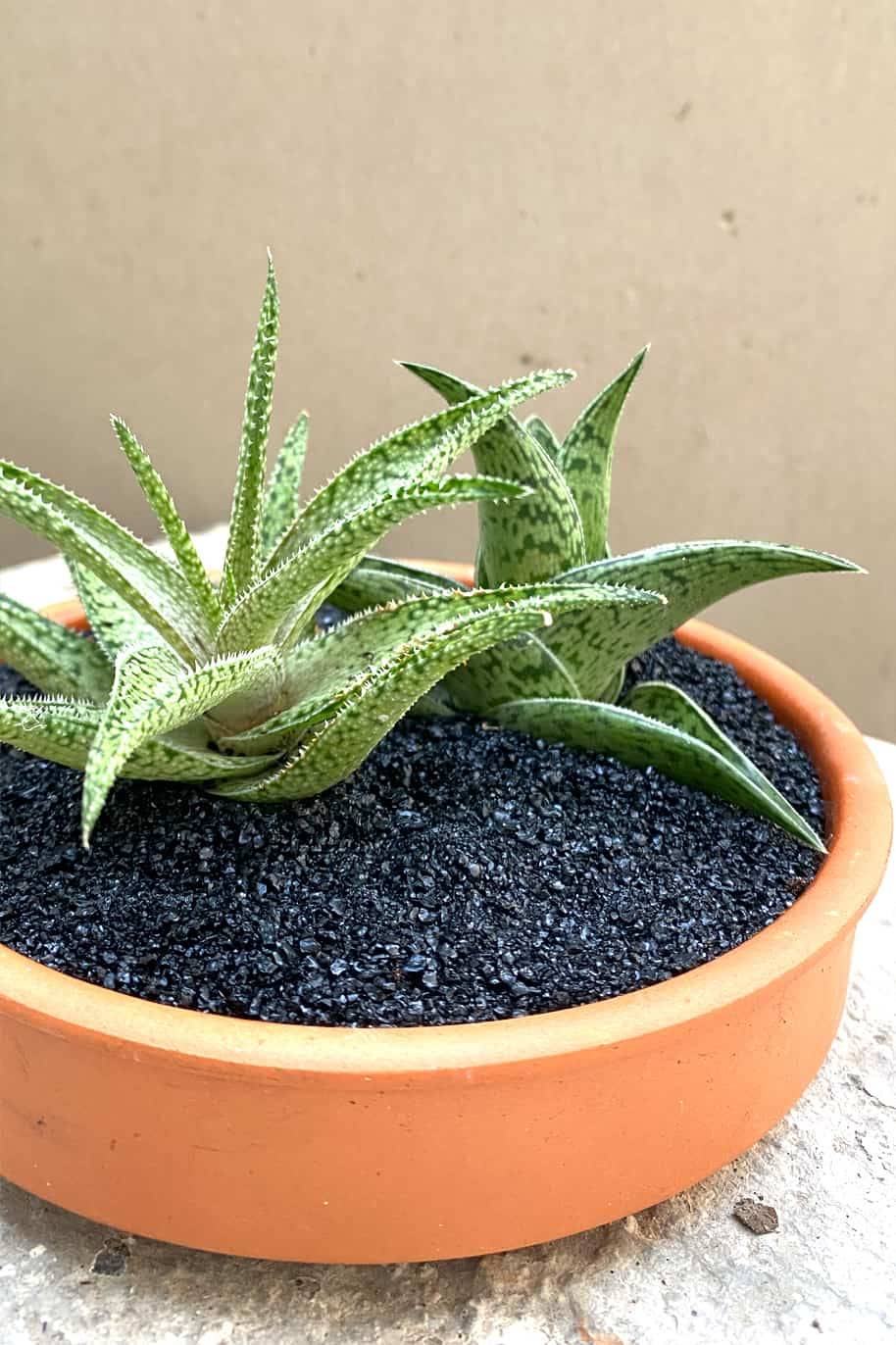 Duo Aloe Variegata - PS Collection - image 2
