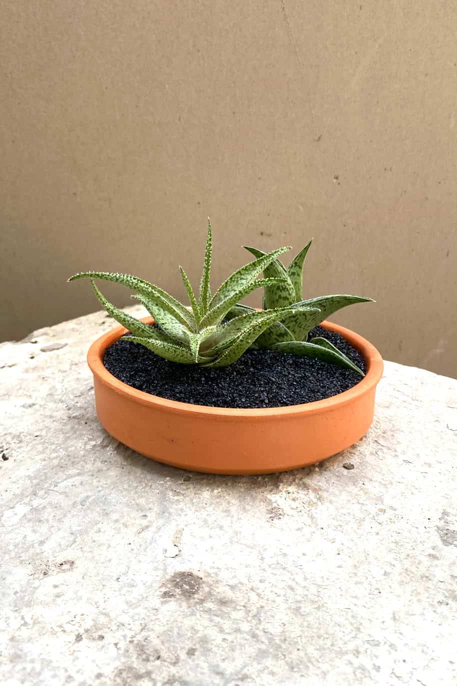 Duo Aloe Variegata - PS Collection - image 1