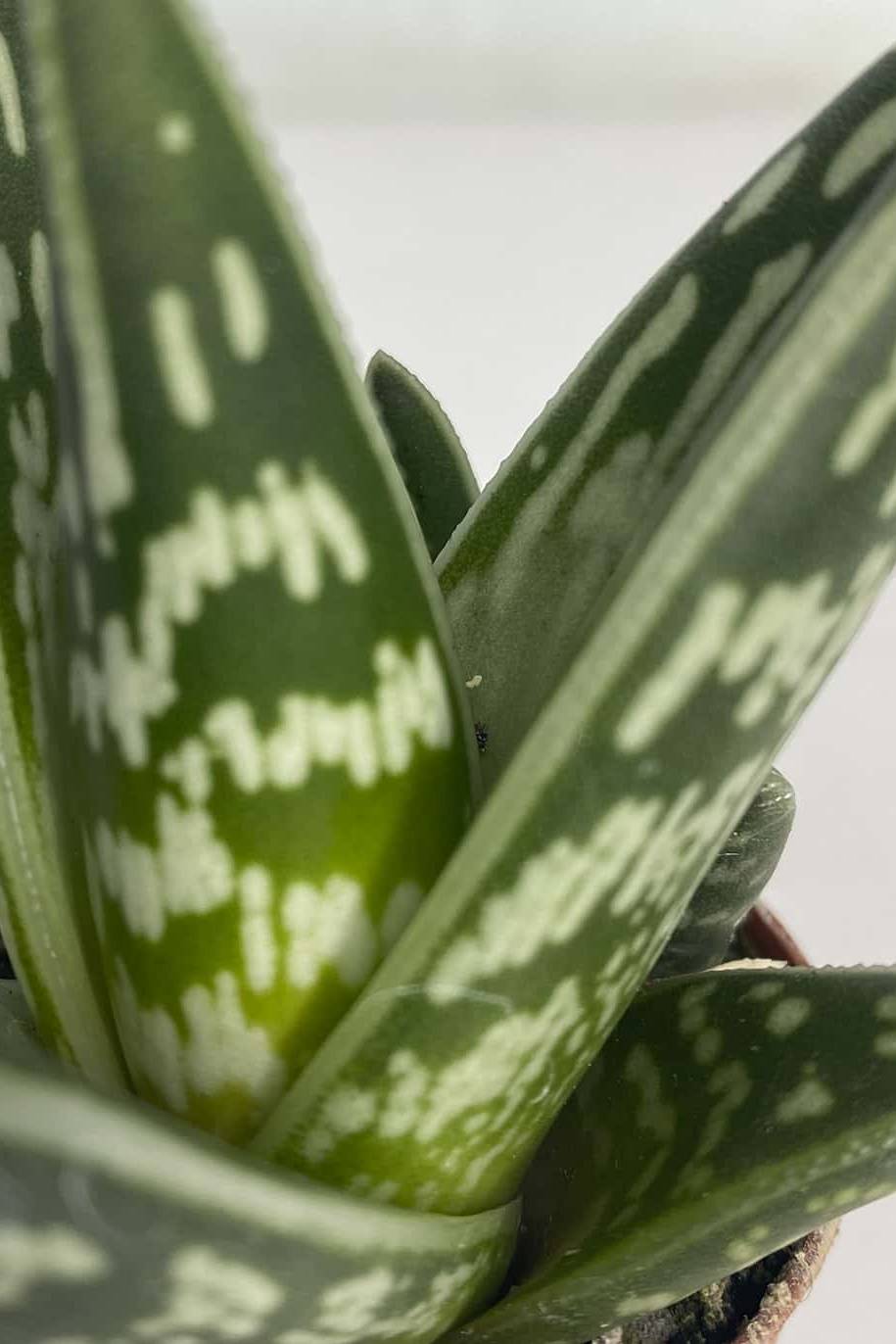 Aloe Variegata Small