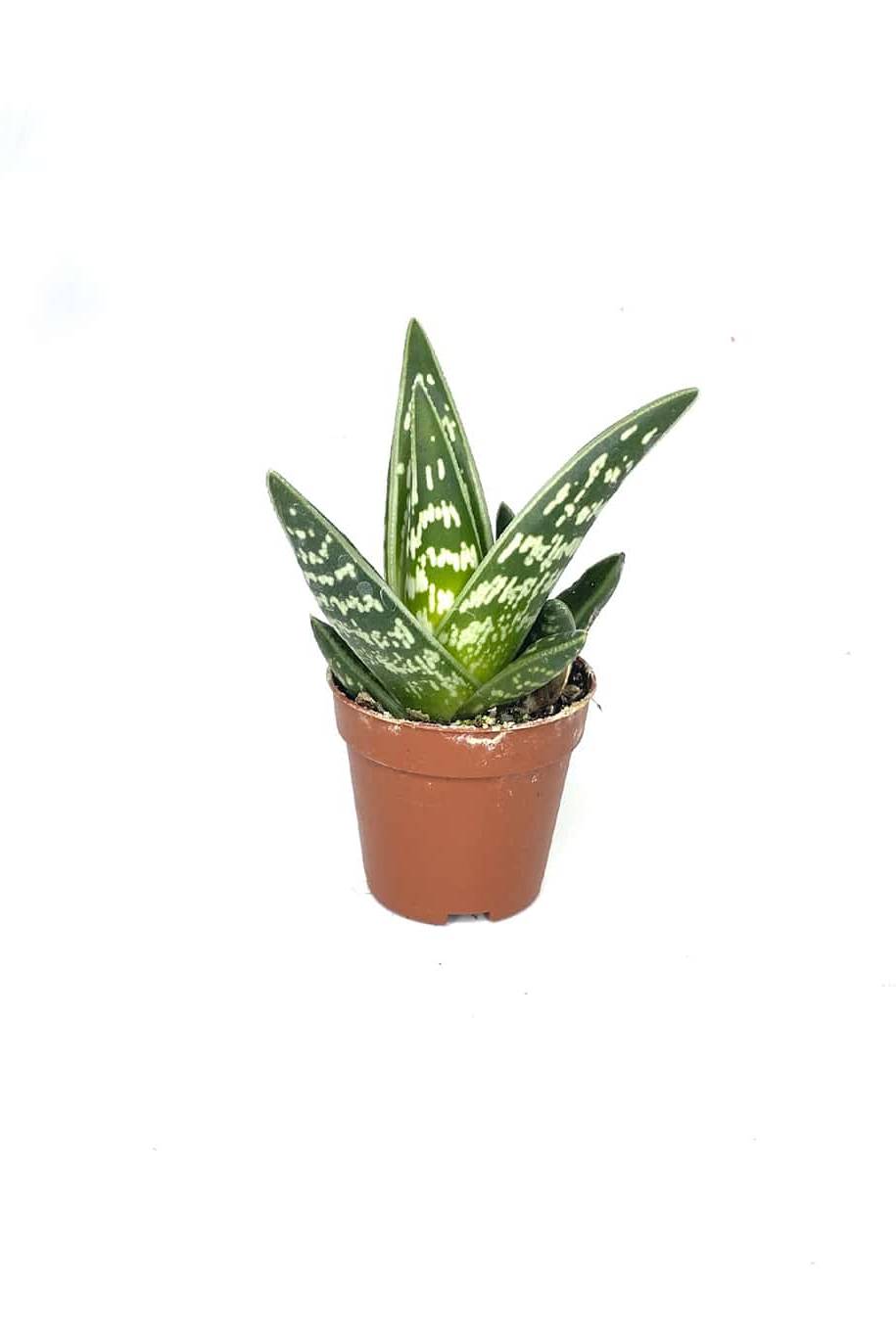 Aloe Variegata Small