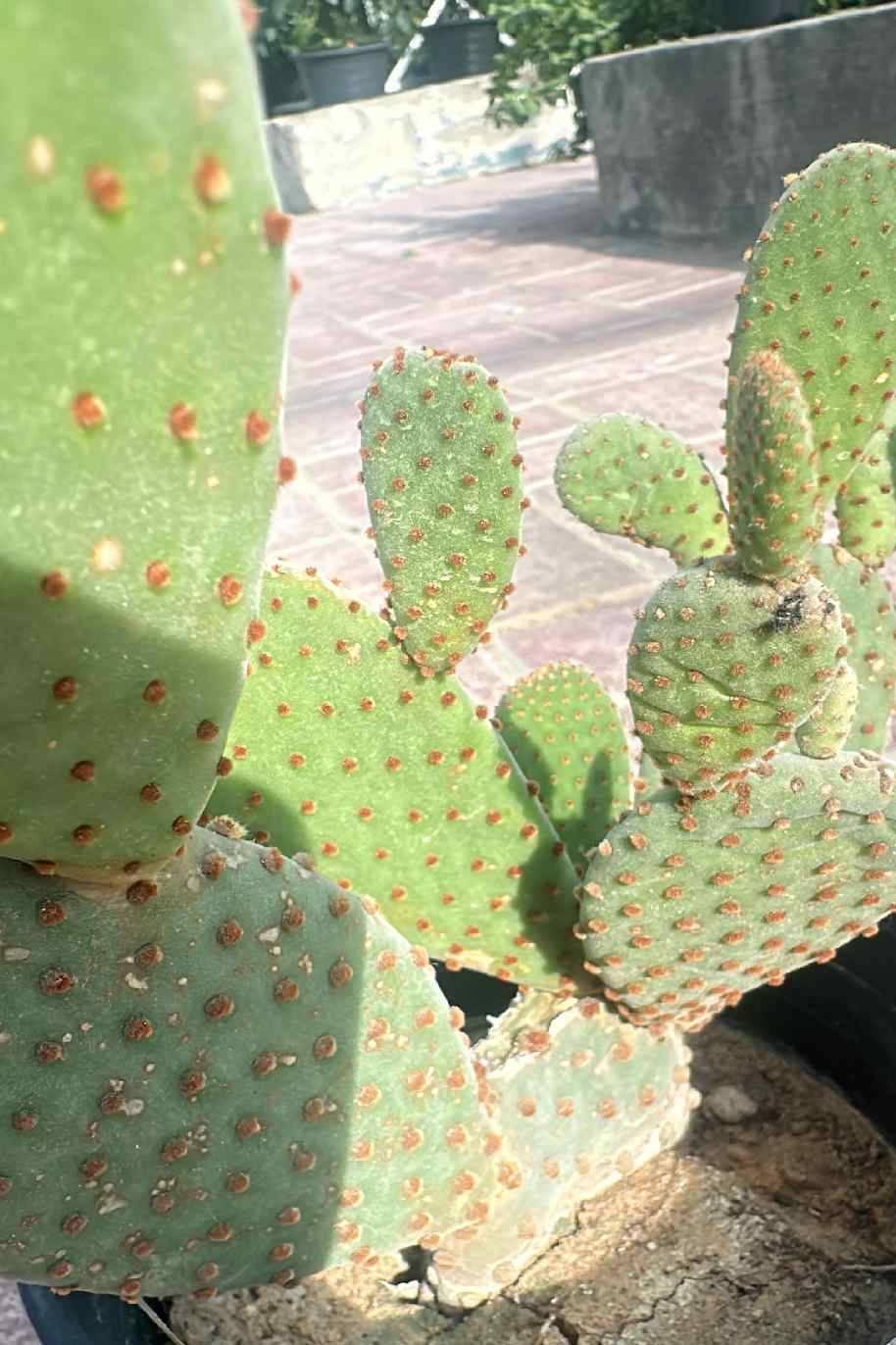 Opuntia Cactus