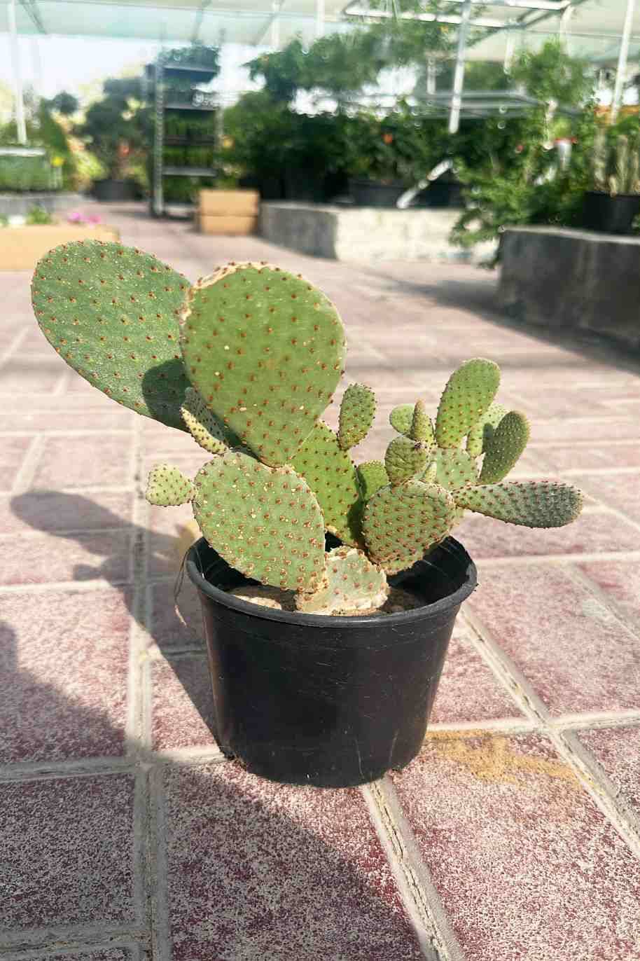 Angel Wings Opuntia Cactus