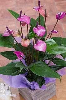 Anthurium Purple