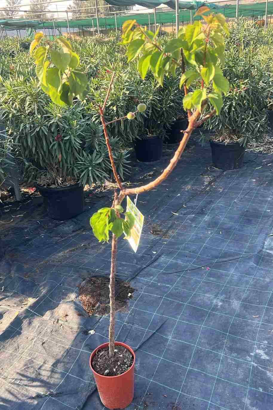 Apricot tree