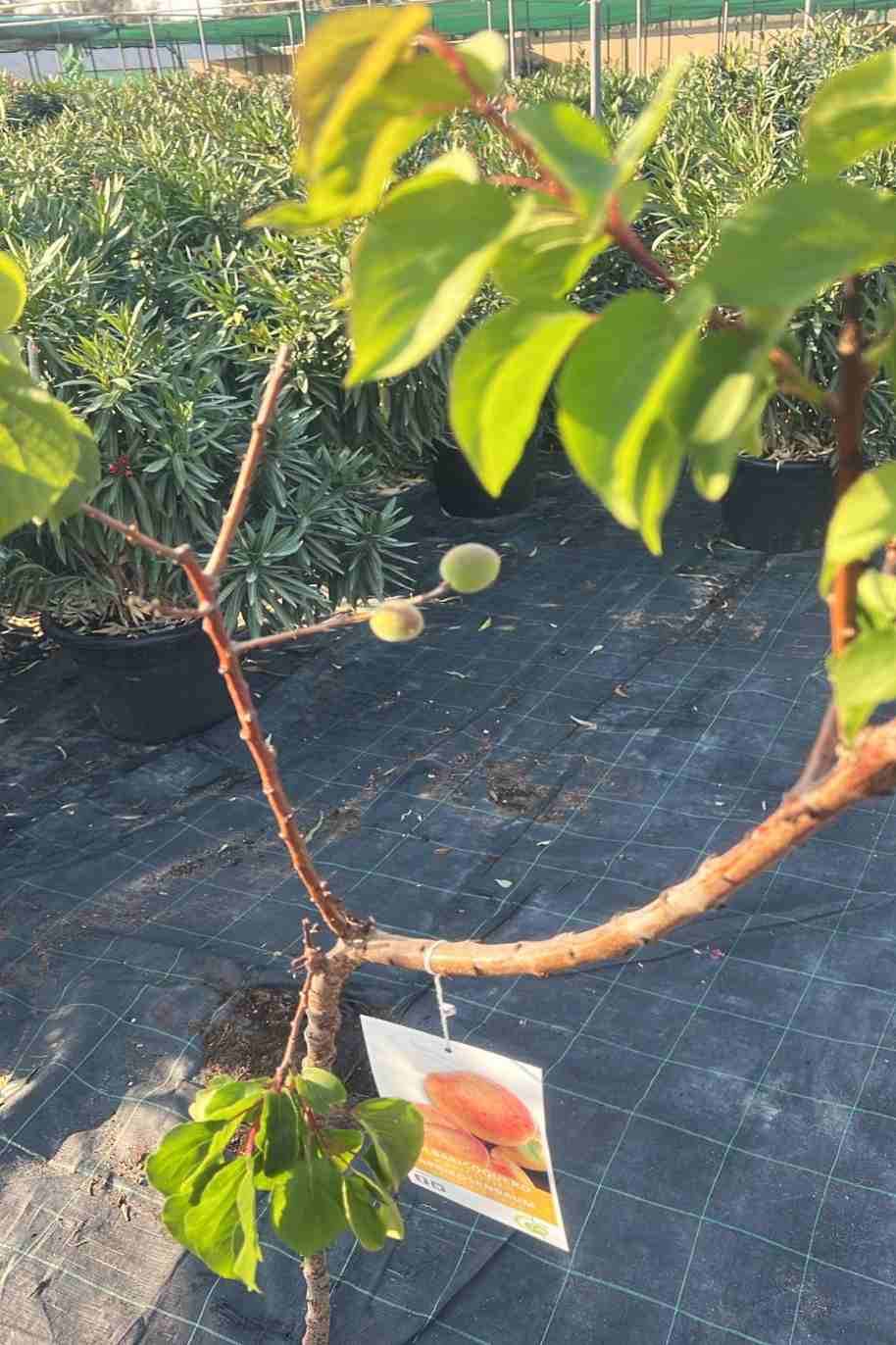 Apricot tree