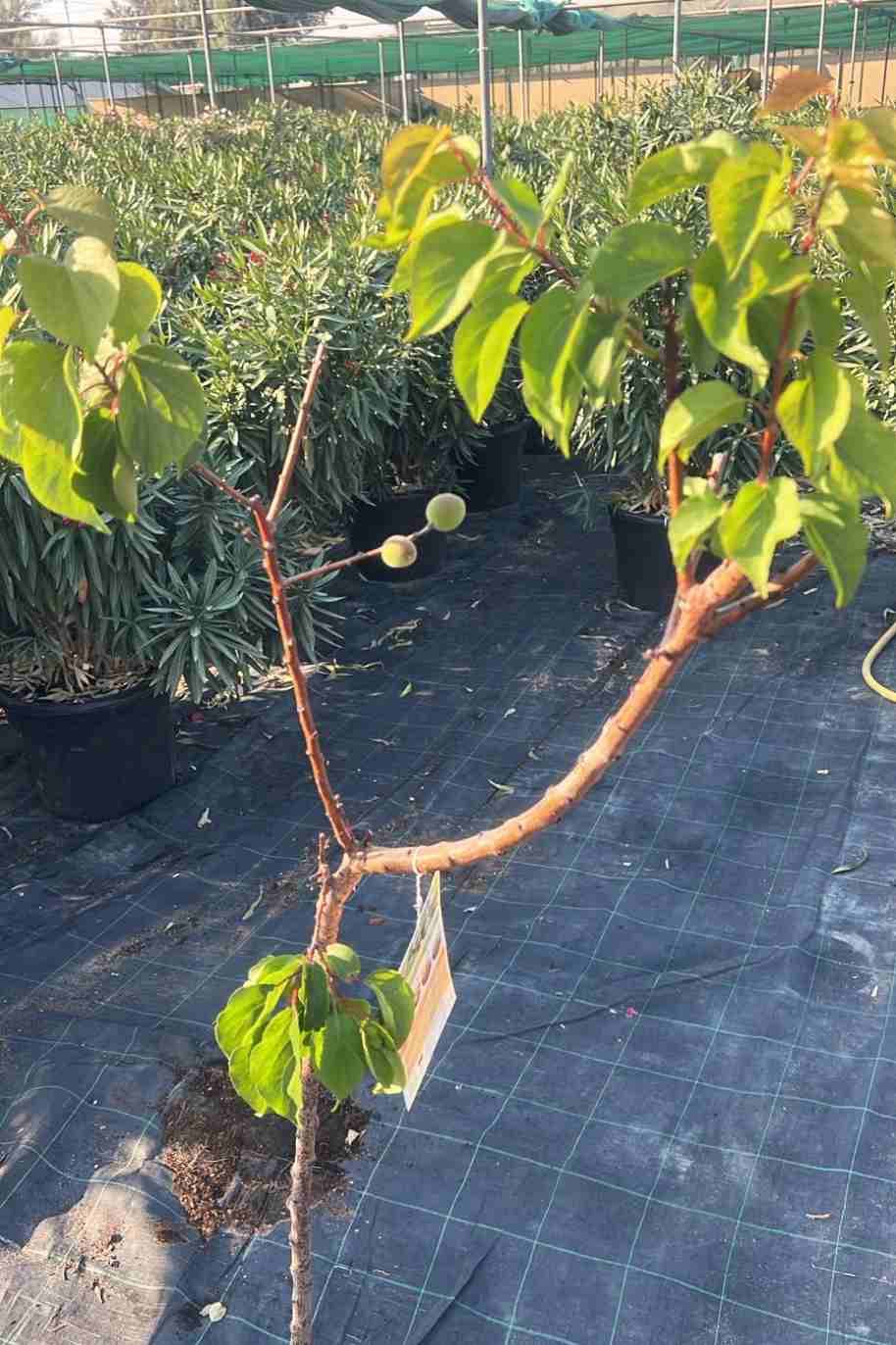 Apricot tree