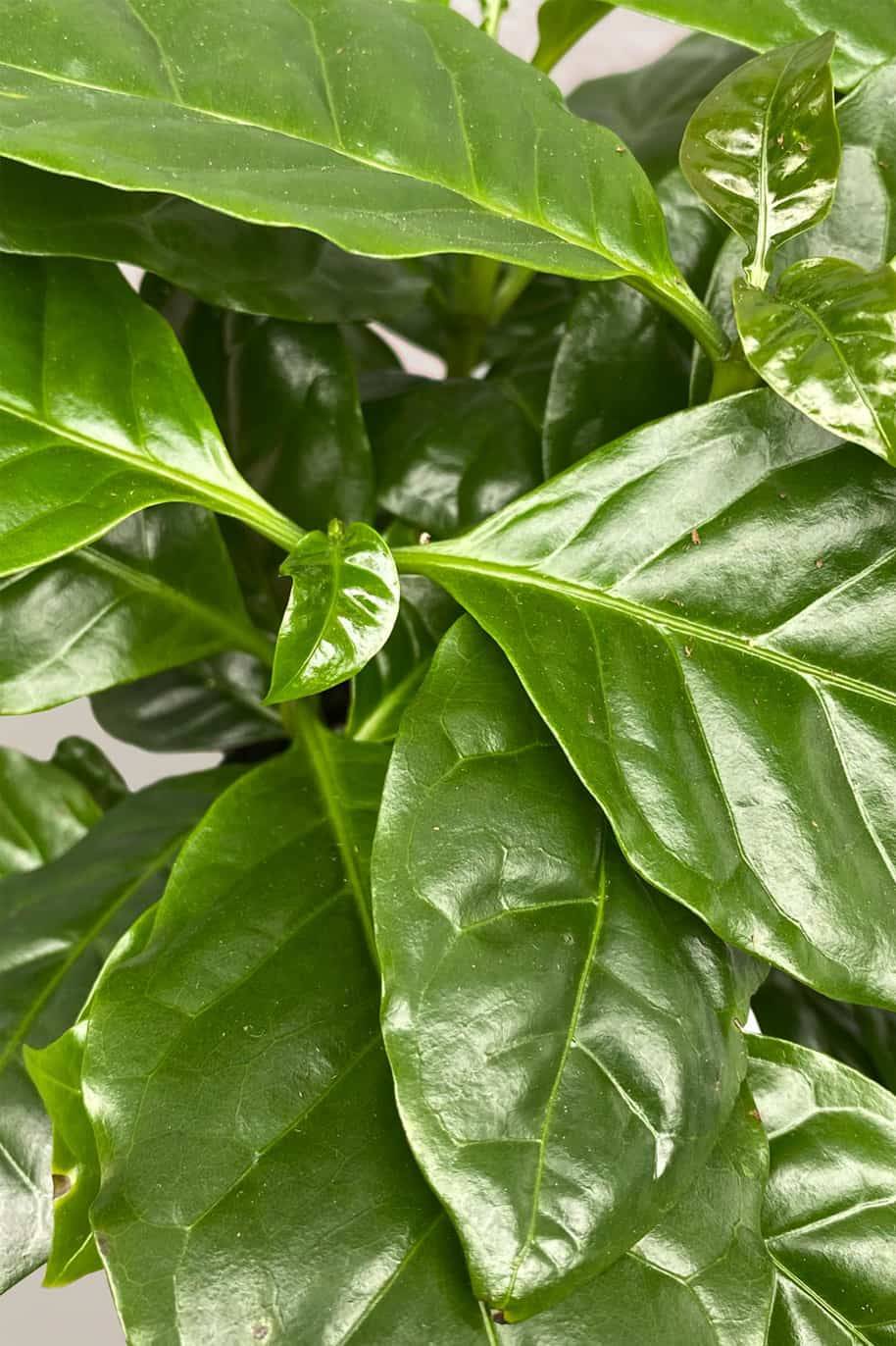 Coffee Plant