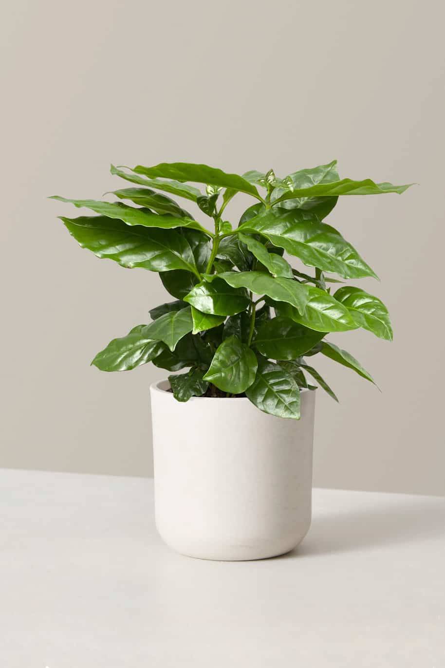 Arabian Coffee Plant