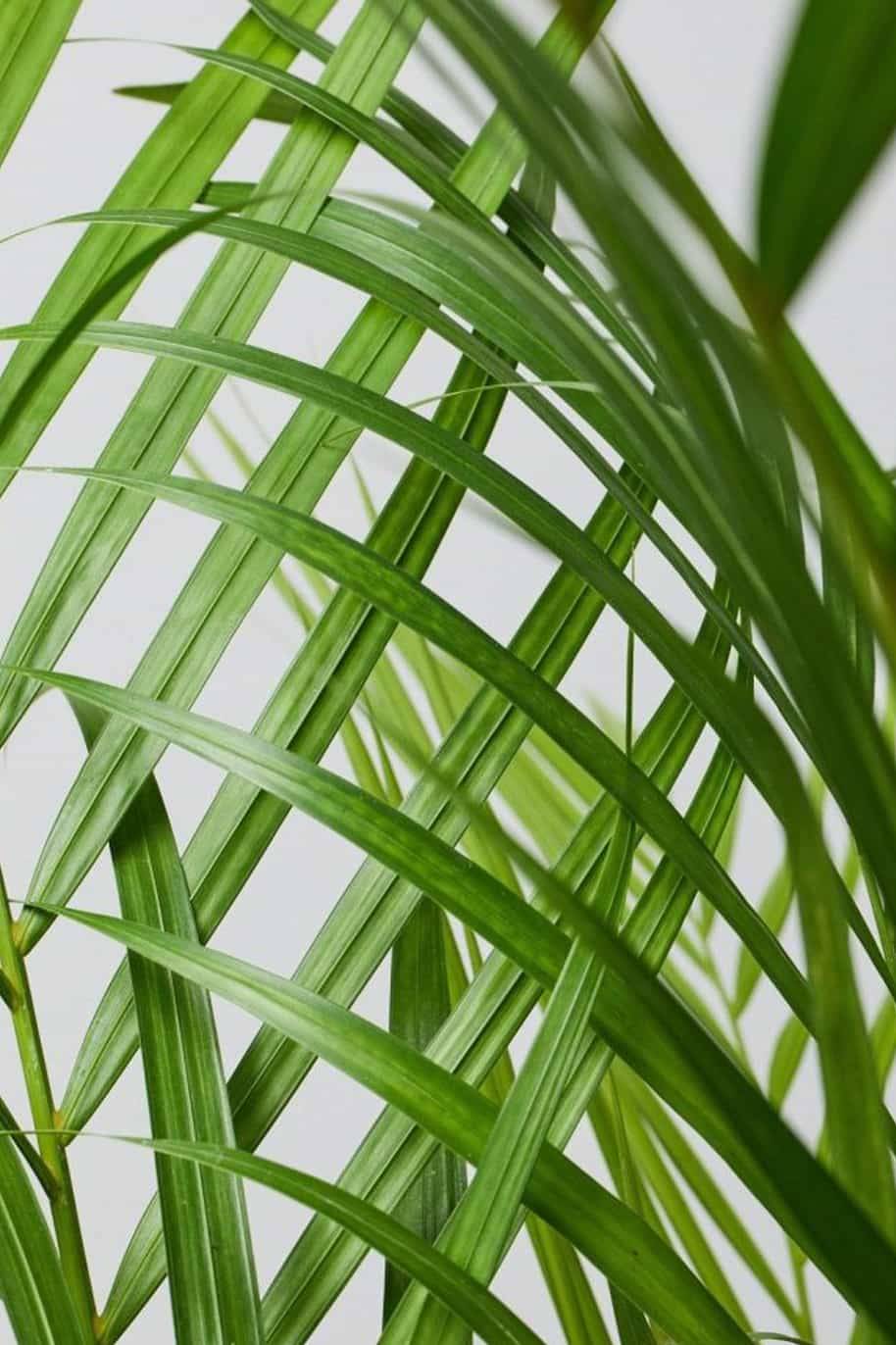 Areca Palm Large