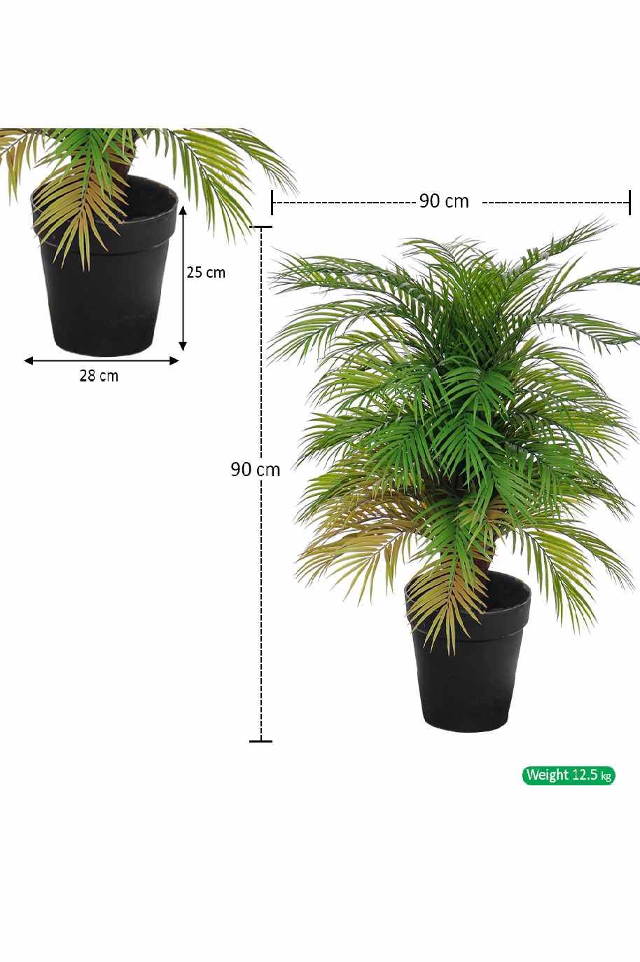 Areca Palm