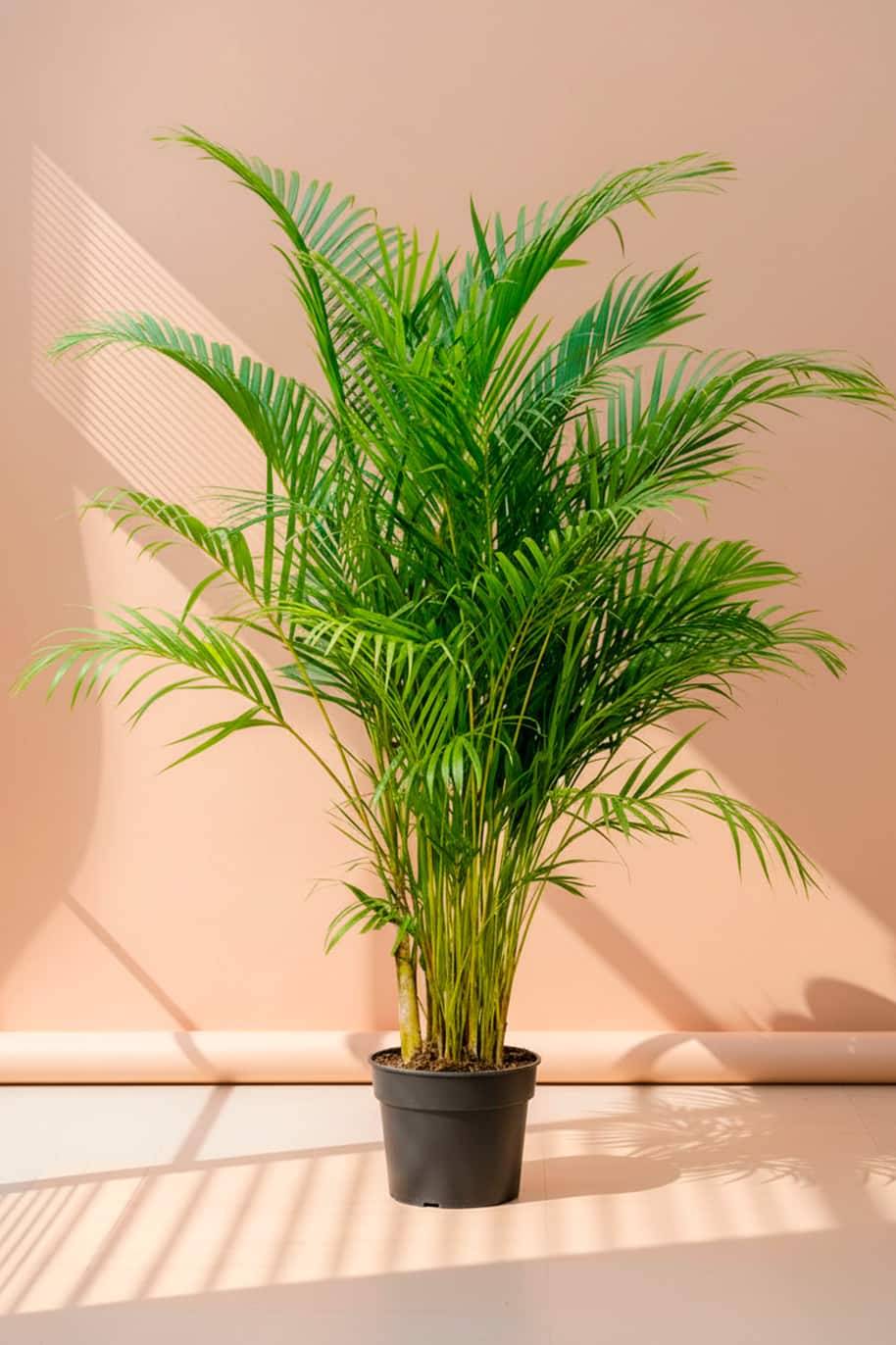 Areca Palm Large