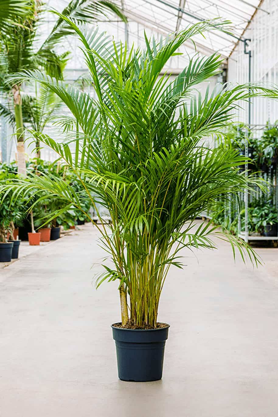 Areca Palm Large