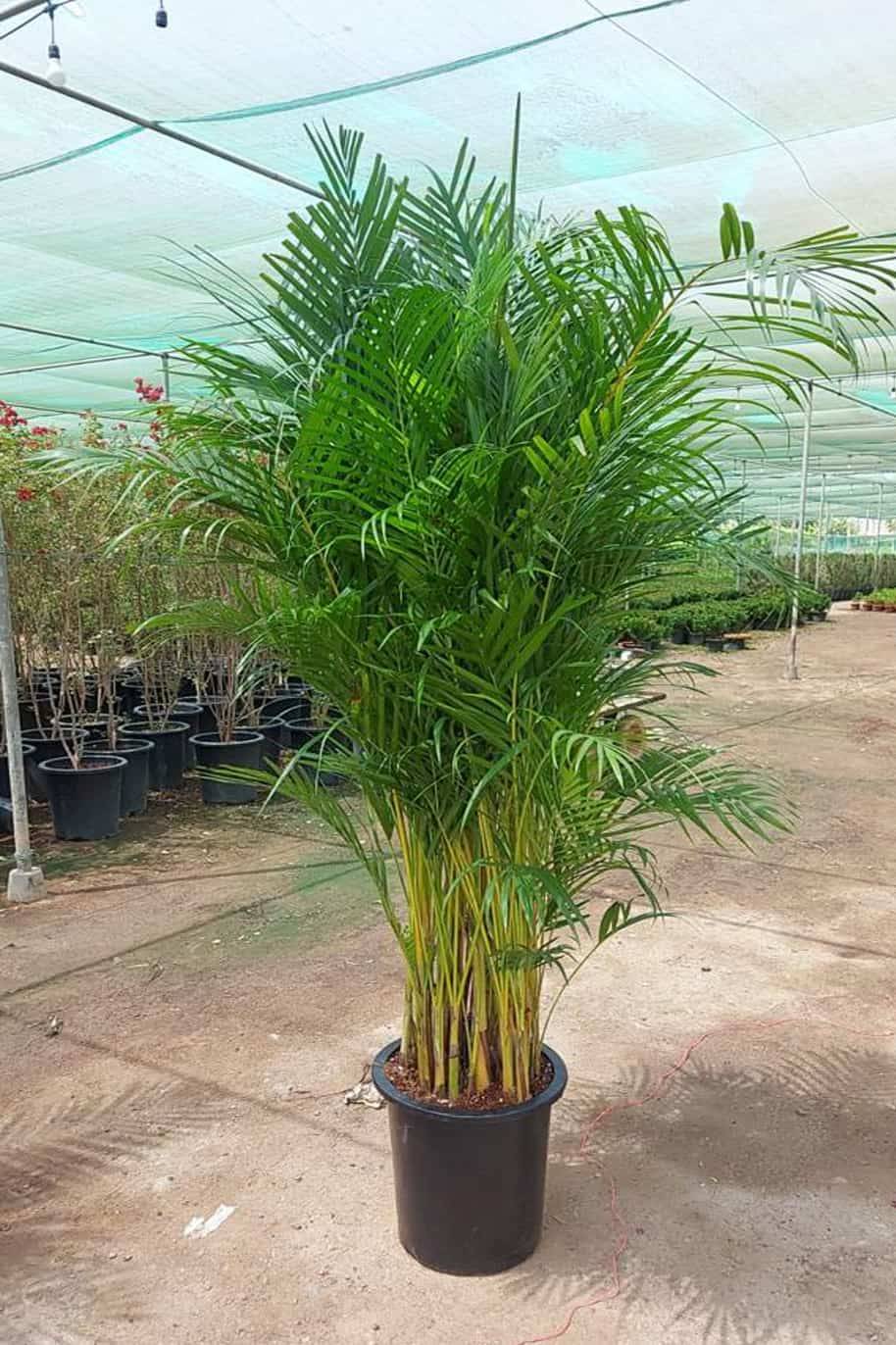 Areca Palm Outdoor