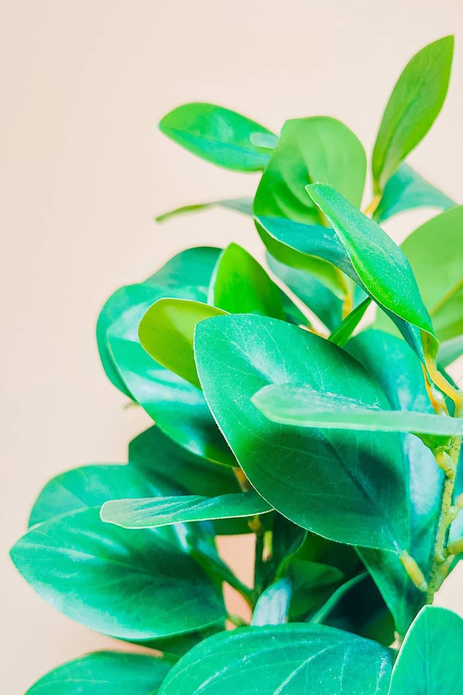 Artificial Peperomia - image 2