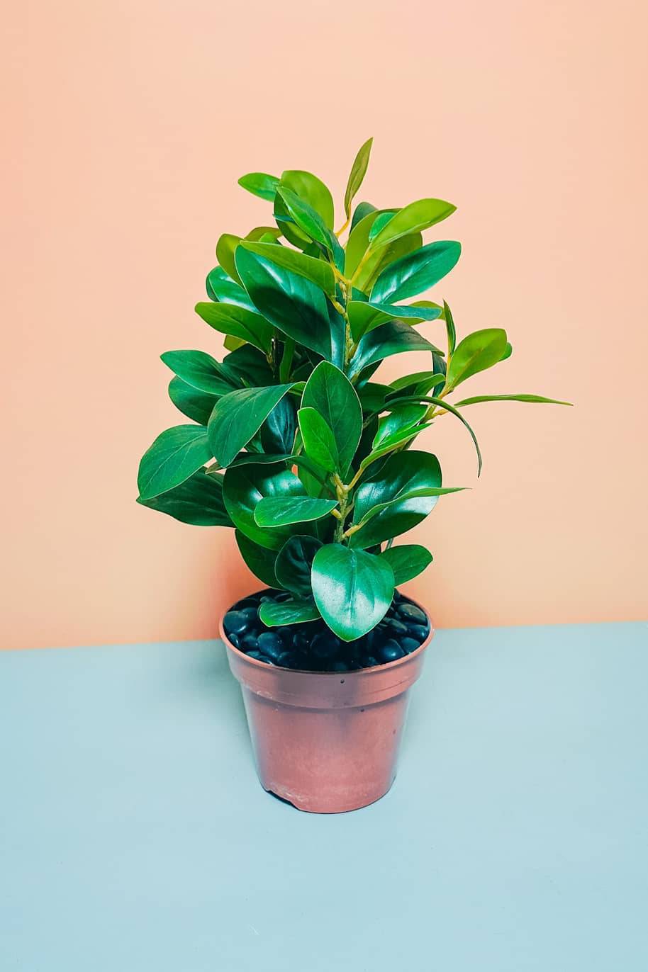 Artificial Peperomia