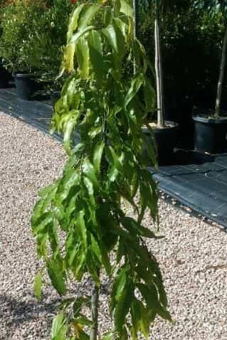 Ashoka Tree - Polyalthia longifolia - image 2