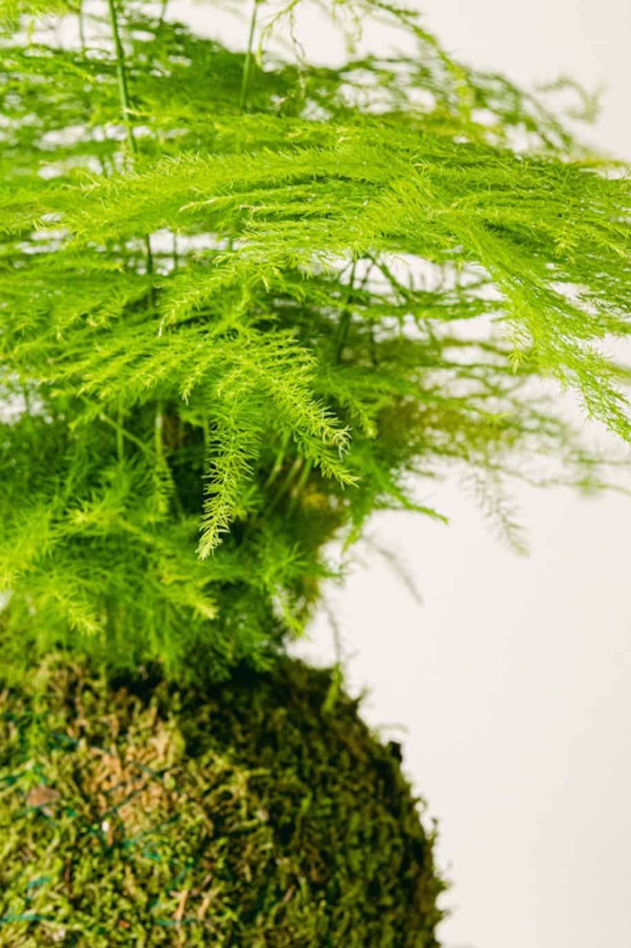 PS Kokedama